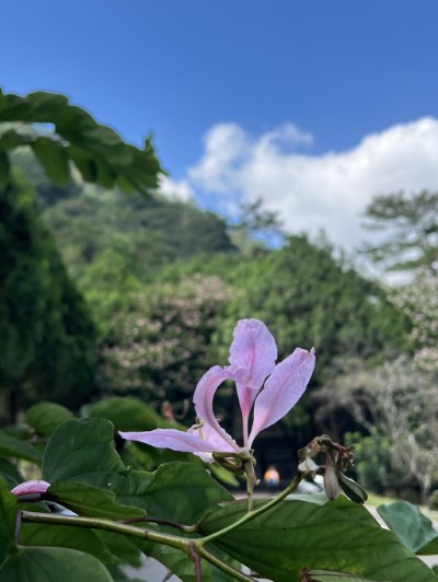 八仙山國家森林遊樂區內洋紫荊綻放中